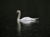 Swan