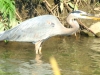 Blue Heron