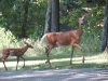 Doe and Fawn