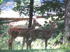 Twin Fawns