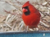 thirsty cardinal